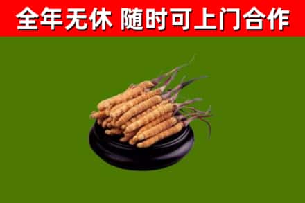 保康烟酒回收冬虫夏草.jpg